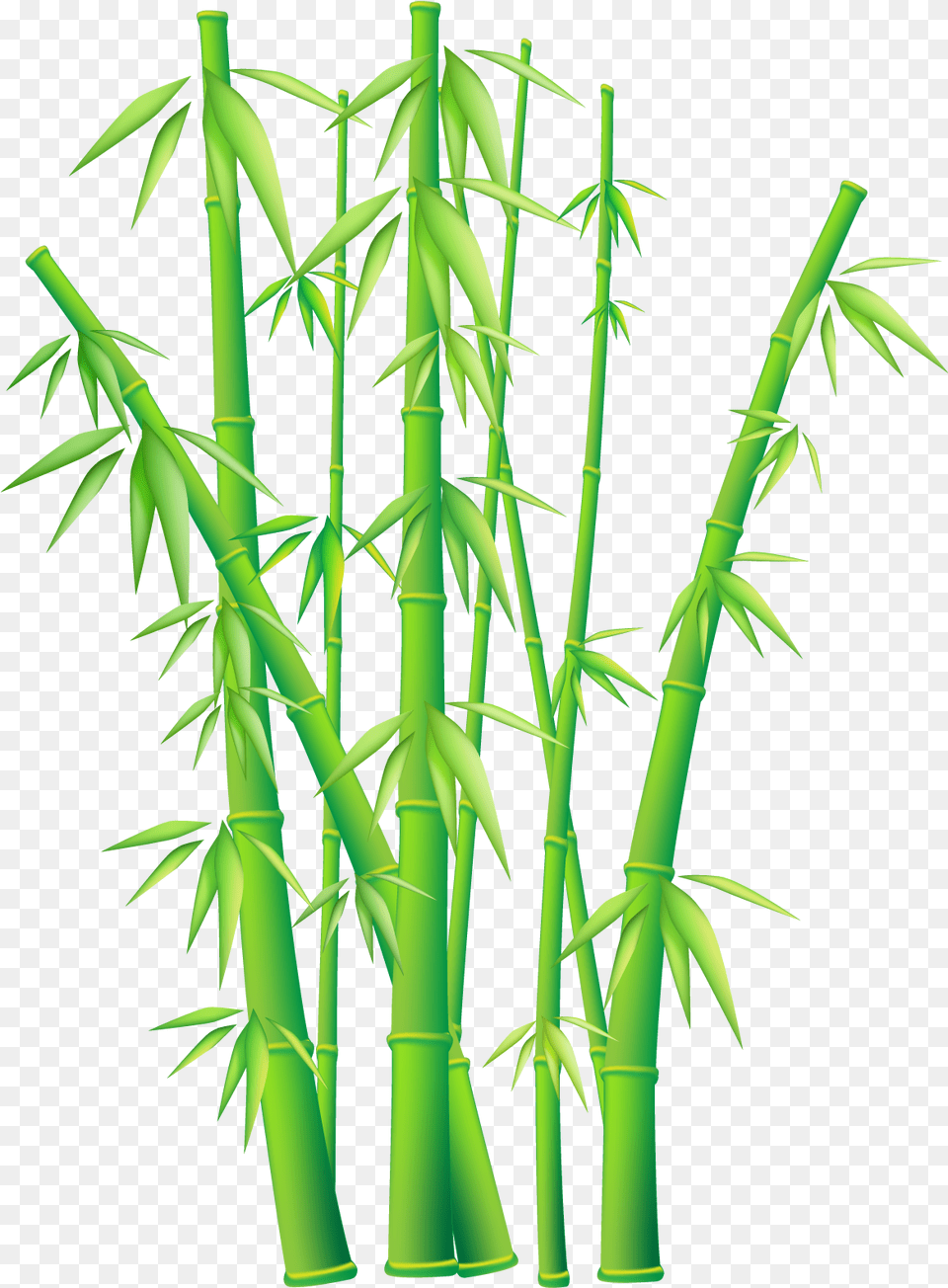 Bamboo Hd Transparent Bamboo Hd Bamboo Clipart, Plant Png
