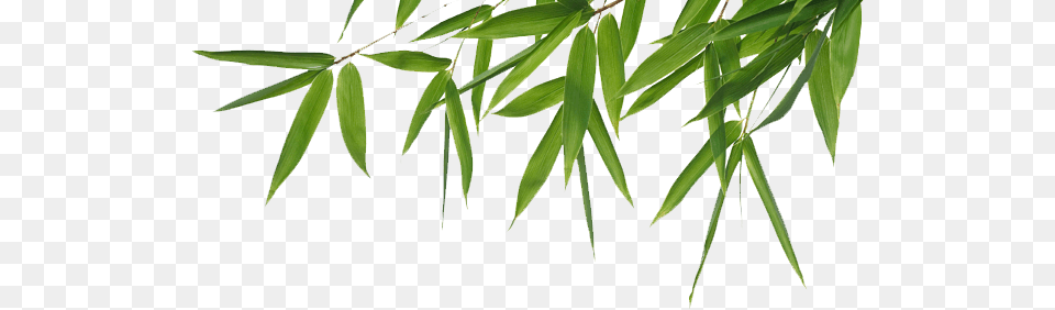 Bamboo Header, Leaf, Plant, Tree Free Png Download