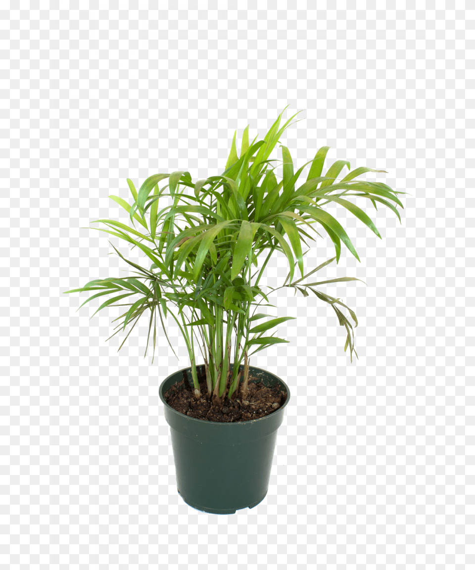 Bamboo House Plant Inspiring Flowerpot Bamboo Houseplant Bamboo In Pot Hd, Leaf, Palm Tree, Potted Plant, Tree Free Png Download