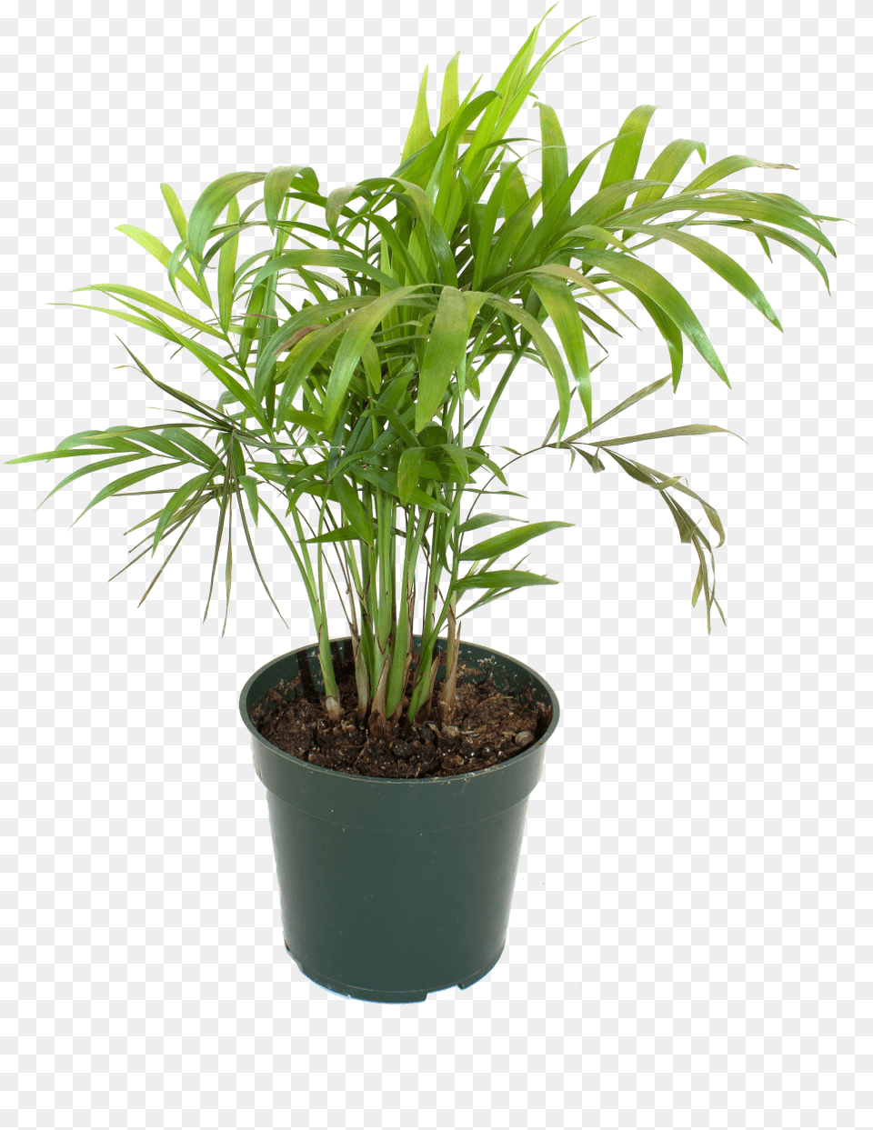 Bamboo House Plant Inspiring Flowerpot Bamboo Houseplant Flowerpot, Leaf, Palm Tree, Potted Plant, Tree Free Transparent Png
