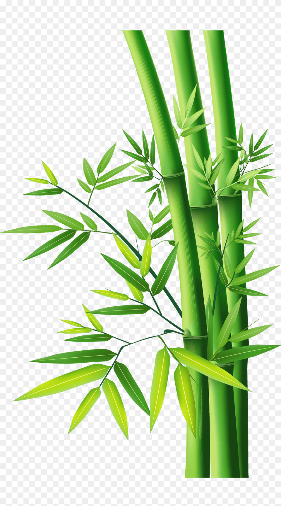 Bamboo Images, Plant Png Image