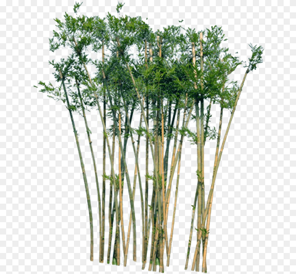 Bamboo Images Background Play Bamboo Trees, Plant, Tree Png