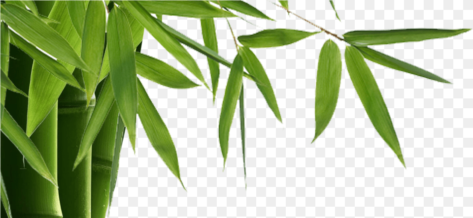 Bamboo Is Elegant Modern With Many Benefits Inside Bamboo, Plant, Leaf Free Png