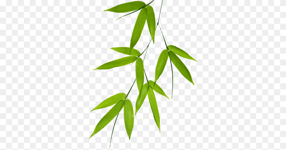 Bamboo Leaf, Plant, Tree Free Png
