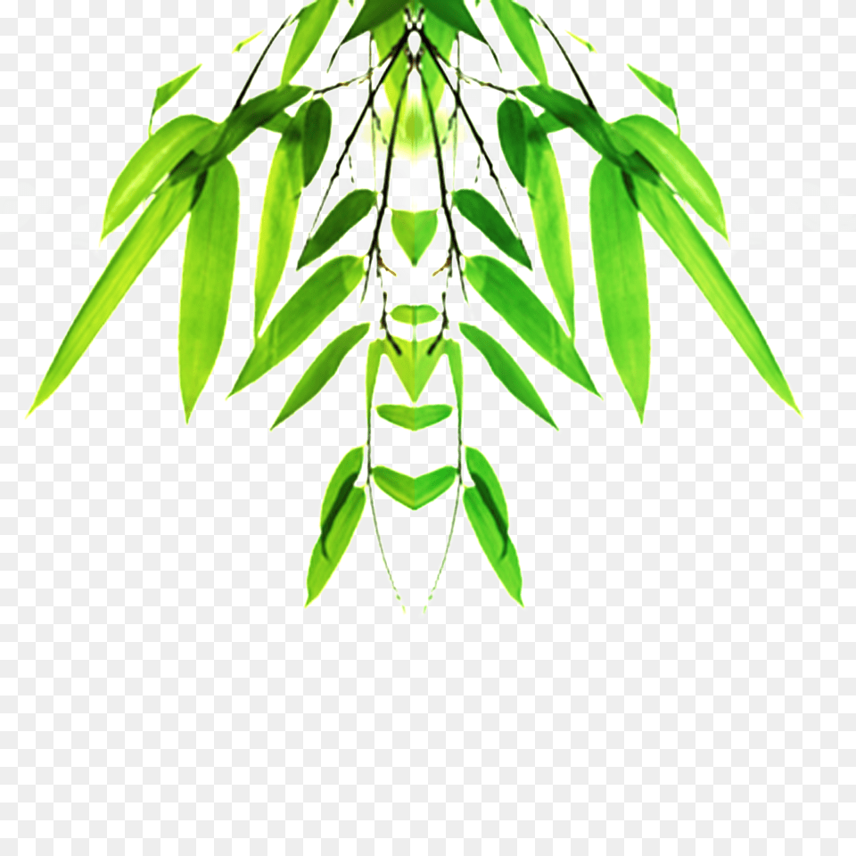 Bamboo Leaf Bamboo Beautiful Hd Vector, Green, Plant, Potted Plant, Pottery Png