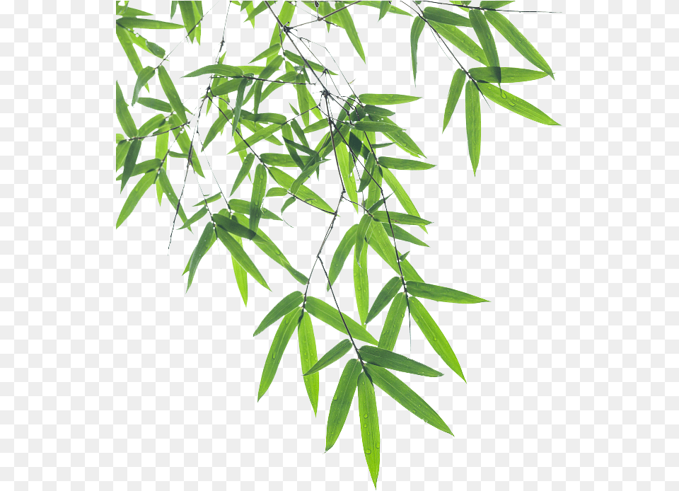 Bamboo Leaf Euclidean Vector Background Bamboo Leaves, Plant, Tree Png