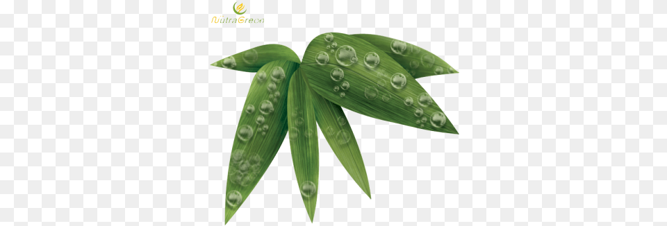 Bamboo Leaf Nature Leaf, Plant, Blade, Dagger, Knife Free Png Download