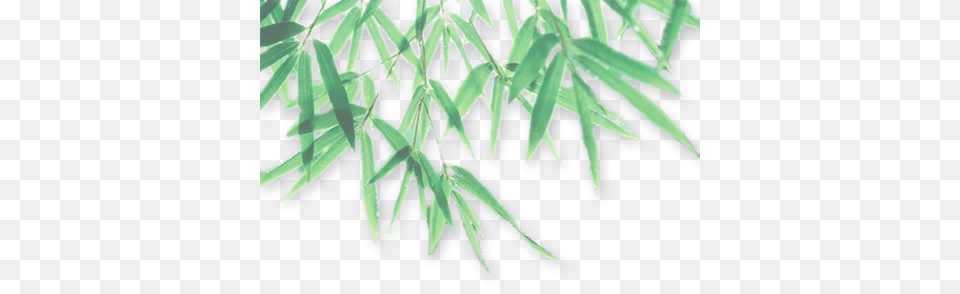 Bamboo Leaf Photo Leaf With Shadow, Grass, Plant, Tree, Vegetation Free Png Download