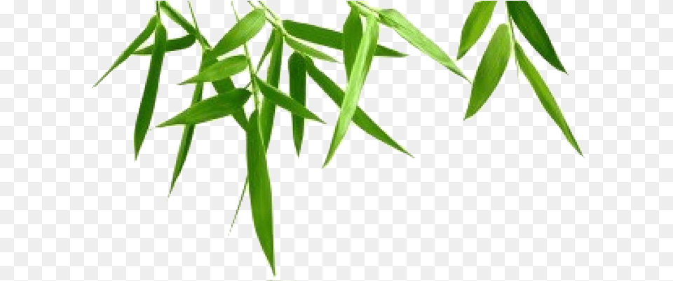 Bamboo Leaf Transparent Background 057 Transparent Background Bamboo Leaves, Plant, Tree, Grass Free Png Download