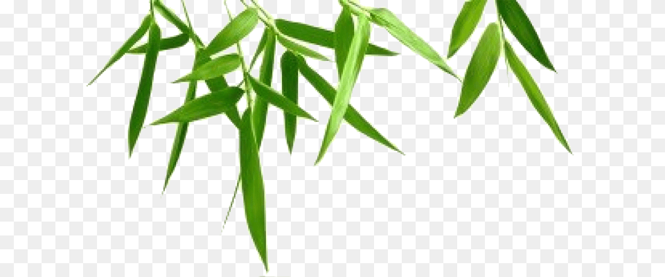 Bamboo Leaf Transparent Background, Plant, Tree, Willow Free Png Download