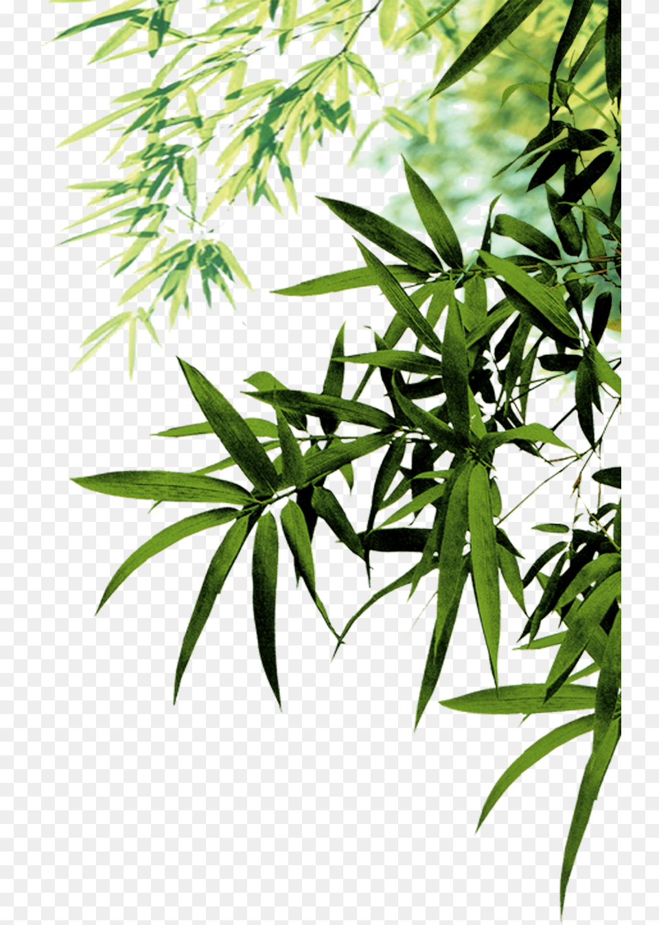 Bamboo Leaves, Leaf, Plant, Tree, Hemp Free Png Download