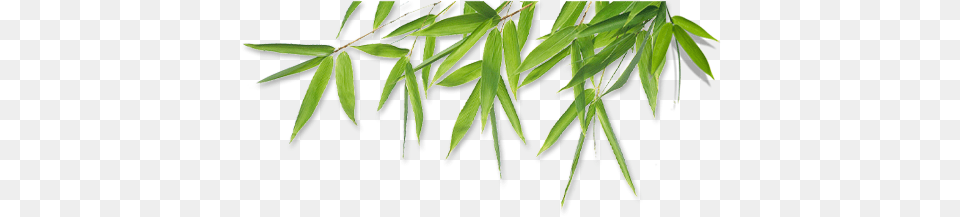 Bamboo Leaves Embena Baby Bamboo Washcloths Set Of 5 Bonus Muslin, Leaf, Plant, Tree, Grass Free Png