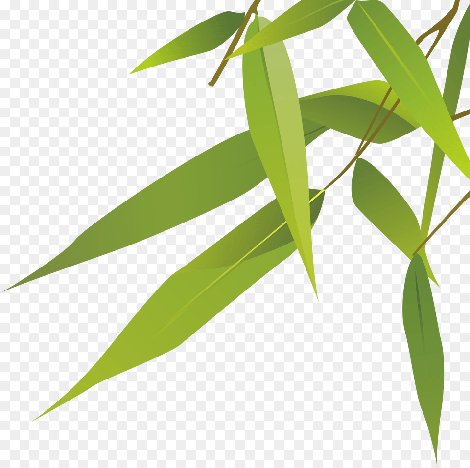 Bamboo Leaves Feuille De Bambou Dessin, Leaf, Plant, Tree Free Png Download