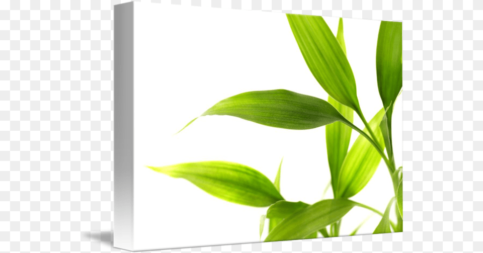 Bamboo Leaves Isolated By Leaf, Plant, Green Free Transparent Png