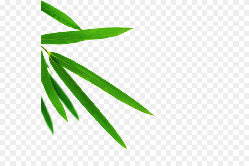 Bamboo Leaves Leaf Leaves Green And For Download, Herbal, Herbs, Plant, Tree Png