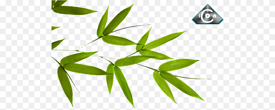 Bamboo Leaves Psd Official Psds Bamboo Tree Leaf, Plant Png