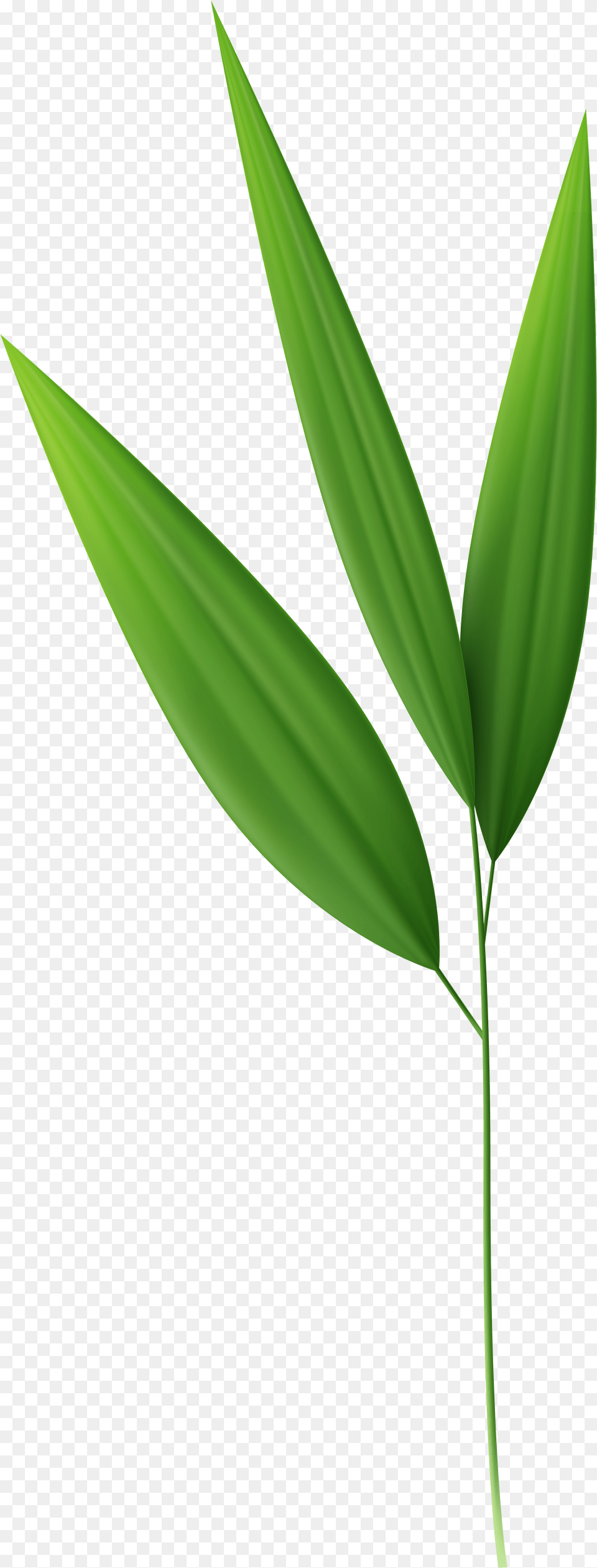 Bamboo Leaves Transparent Background, Green, Leaf, Plant, Tree Png Image