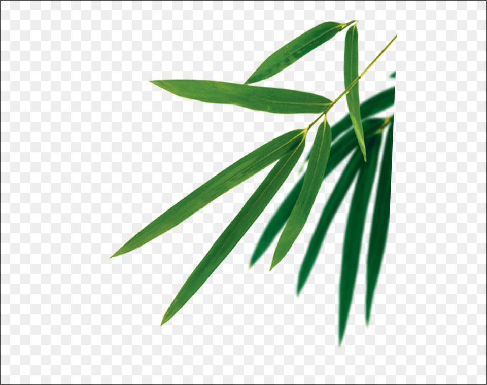 Bamboo Leaves Vector Dragon Boat Festival, Herbal, Herbs, Leaf, Plant Free Png Download