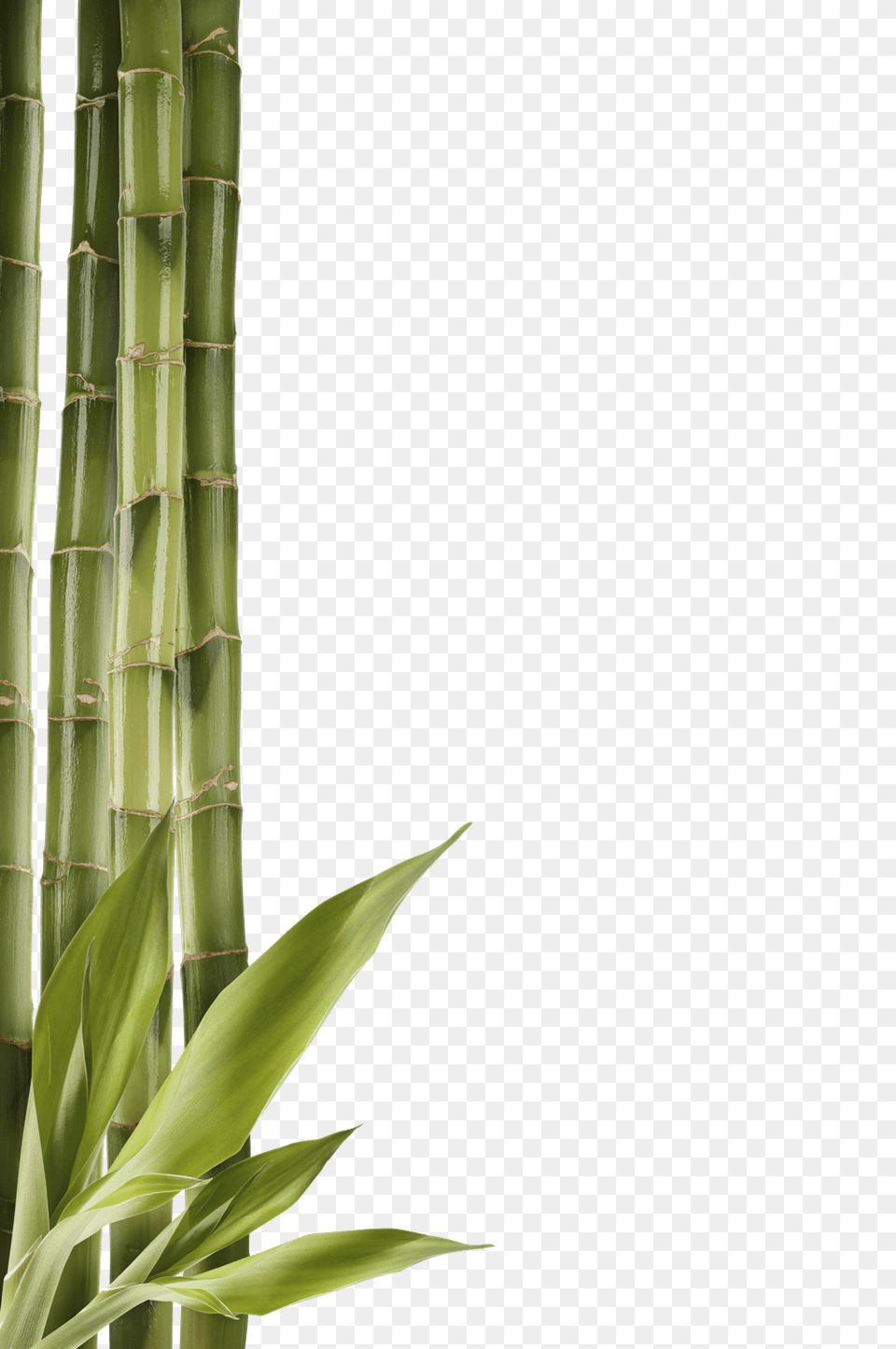 Bamboo Left Side, Plant Free Png Download