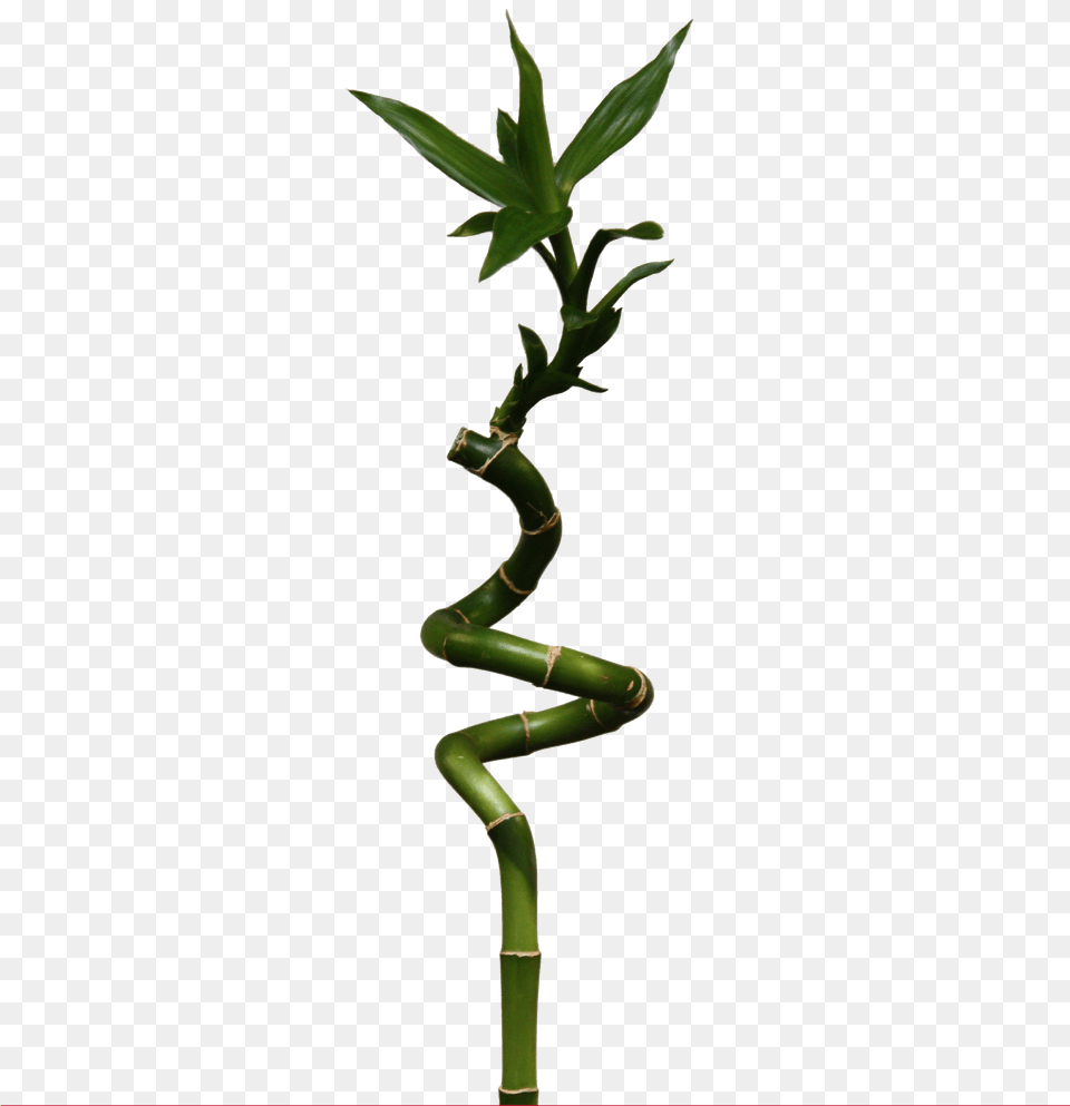 Bamboo Lucky Bamboo, Plant Free Png