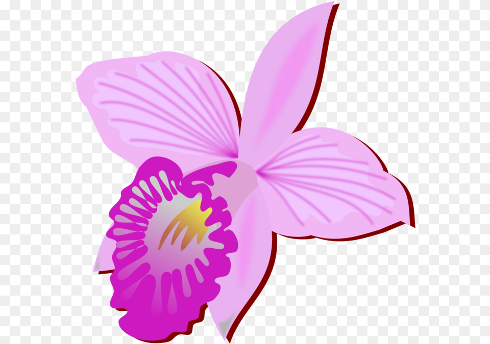 Bamboo Orchid Cut Flowers Drawing Orchids Commercial Orquidea Clipart, Flower, Plant, Petal, Person Free Png