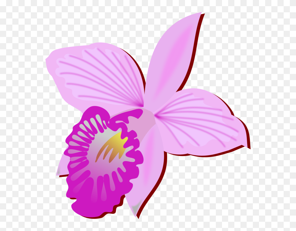 Bamboo Orchid Cut Flowers Drawing Orchids Orquideas Orquidea Clipart, Flower, Plant, Petal Free Png Download