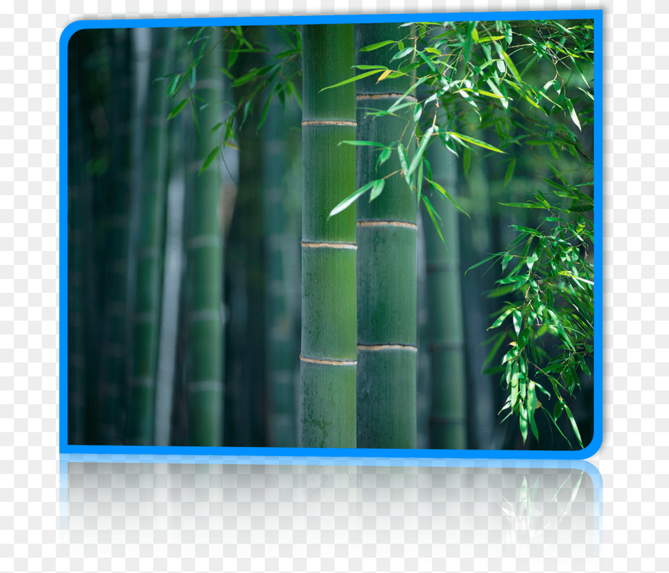 Bamboo Painting Of Bamboo Forest, Plant Png