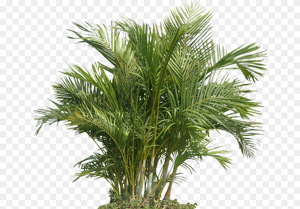 Bamboo Palm 2 Image Palm Tree Photoshop, Palm Tree, Plant, Leaf Free Transparent Png