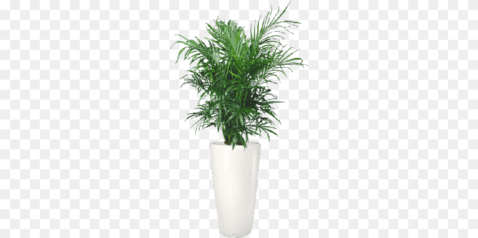 Bamboo Palm Cataractarum Palm, Jar, Leaf, Palm Tree, Plant Free Transparent Png