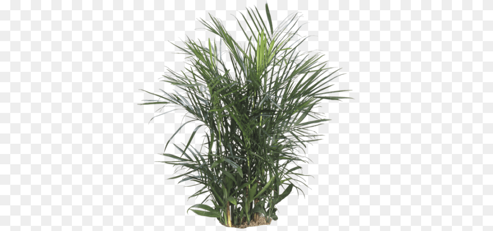 Bamboo Palm Chamaedorea Erumpens, Palm Tree, Plant, Potted Plant, Tree Free Transparent Png