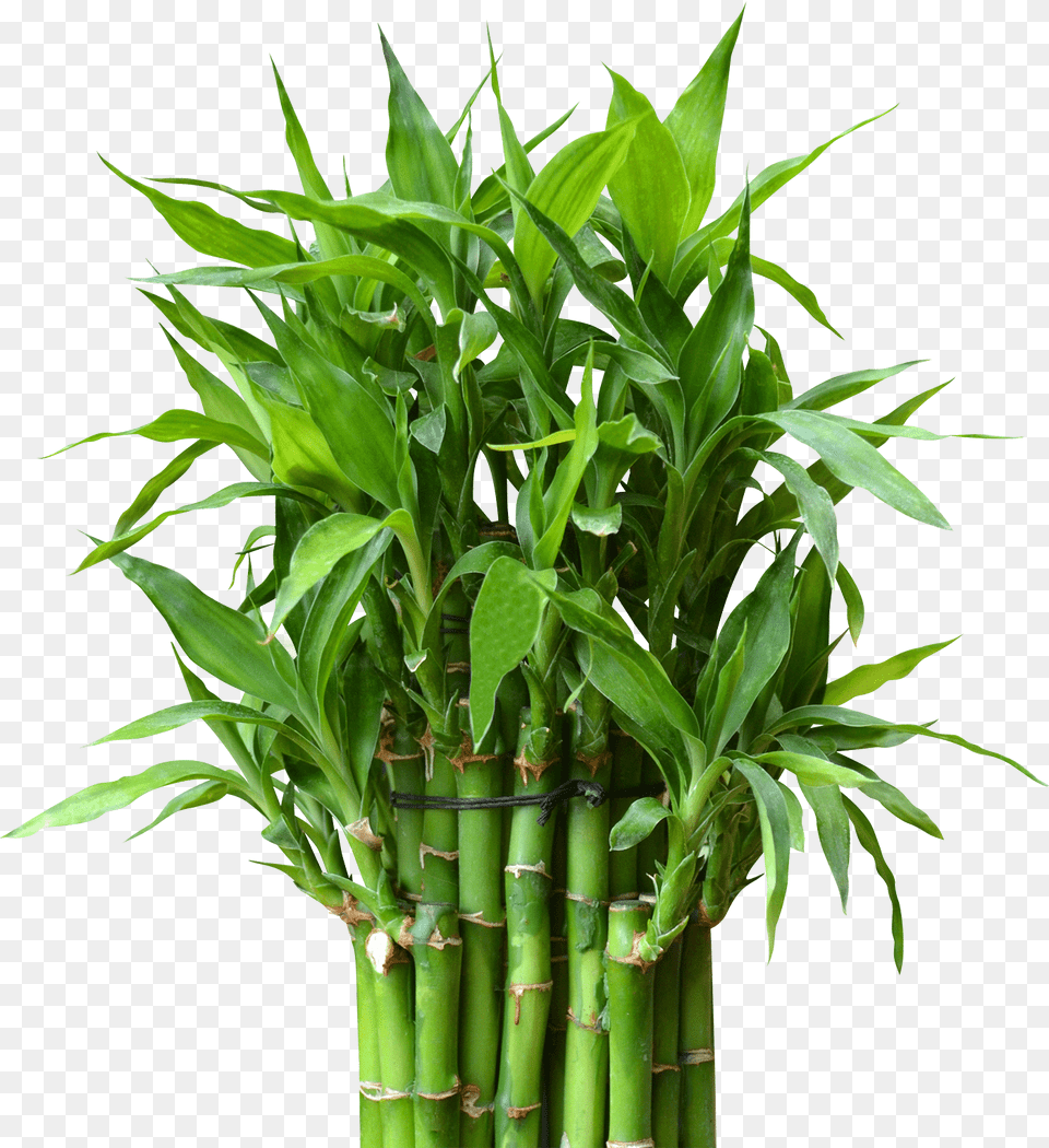 Bamboo Plant Free Transparent Png