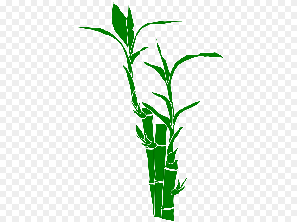 Bamboo Plant Nature Leaves Wood Gramineous Plant Bamboo Clipart Free Transparent Png