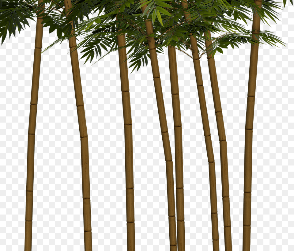 Bamboo Plant Wellness Bambutrd Png Image