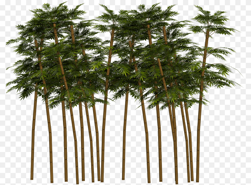 Bamboo Plant Wellness Digital Art Isolated Bambu, Tree Png Image