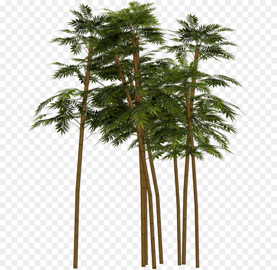 Bamboo Plant Wellness Bamboo Plant In, Tree Png Image