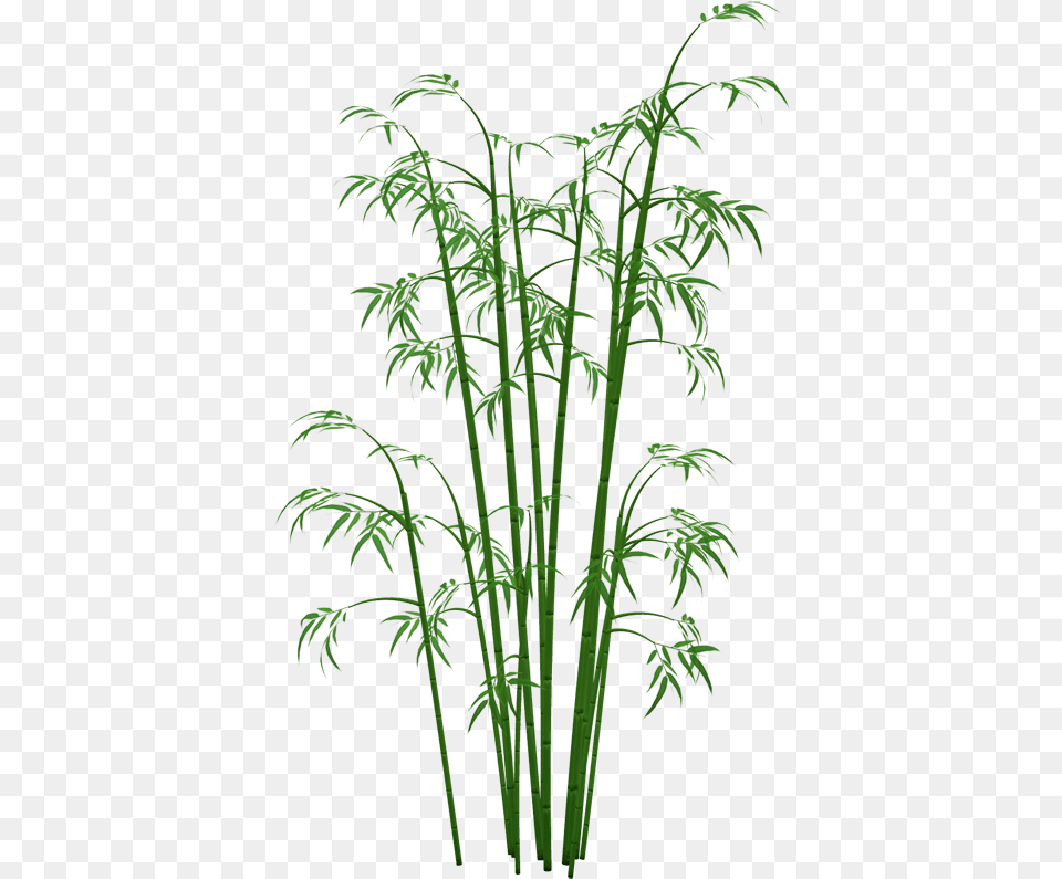 Bamboo Plants Transparent Bamboo, Plant, Fern Free Png Download