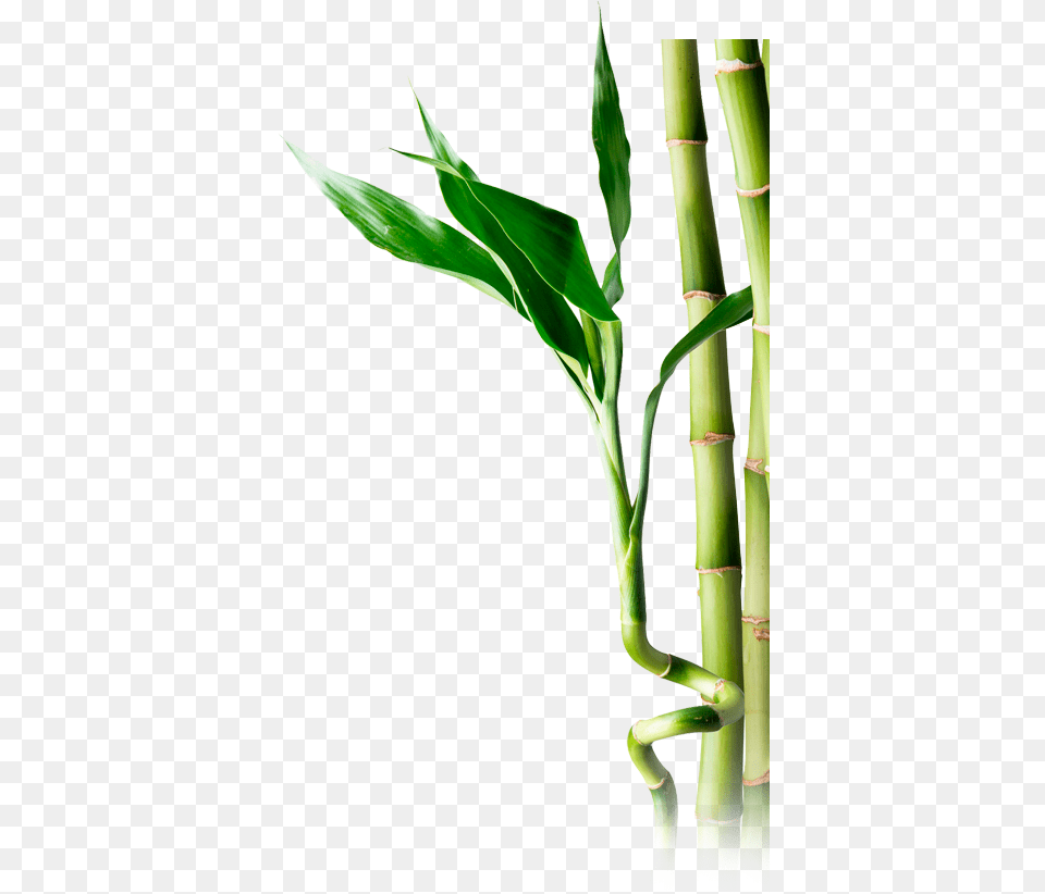 Bamboo Portable Network Graphics, Plant Png