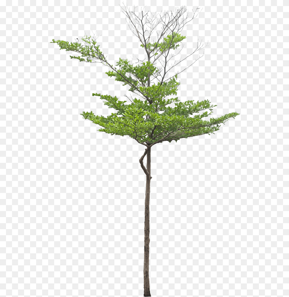 Bamboo Sketchup, Conifer, Leaf, Plant, Tree Png Image