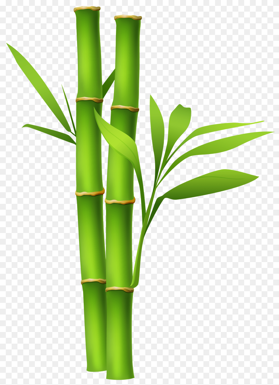 Bamboo Stalks, Plant, Dynamite, Weapon Free Png Download