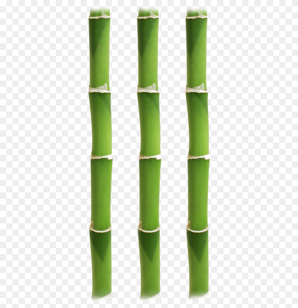 Bamboo Stick6 Bamboo, Plant, Dynamite, Weapon, Blade Free Transparent Png