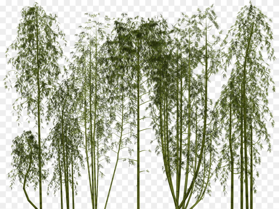 Bamboo Texture Bamboo, Plant, Tree Png Image