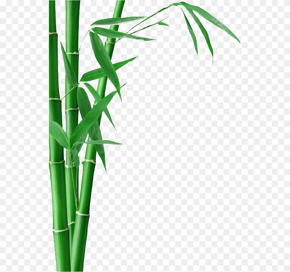 Bamboo Transparent Background, Plant Free Png Download