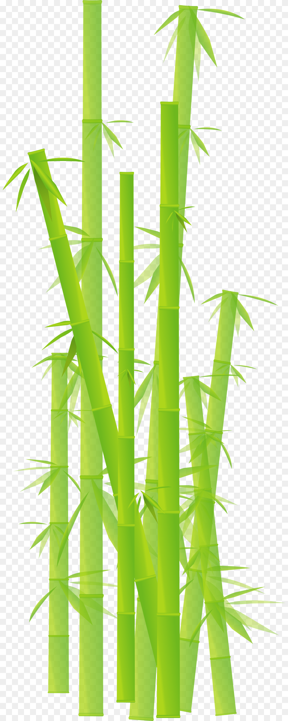 Bamboo Transparent Background Bamboo Clipart, Plant Free Png