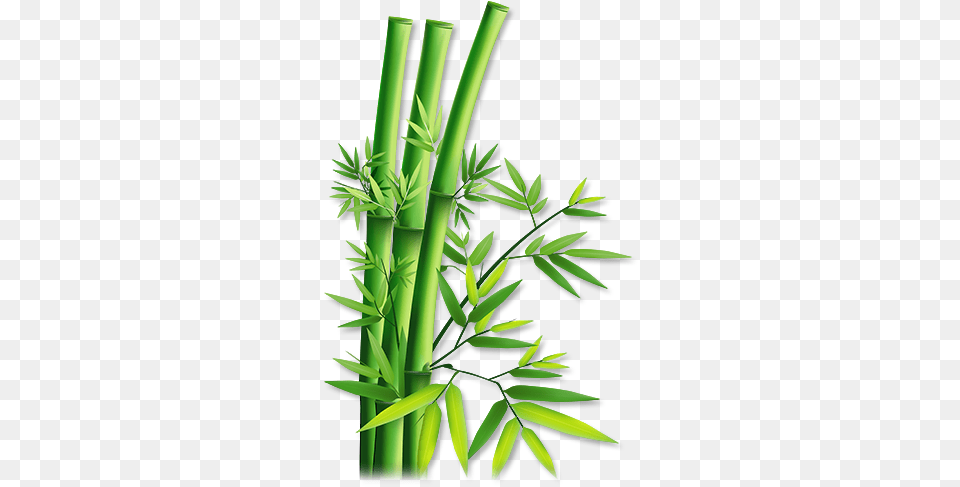 Bamboo Transparent Bamboo, Plant Free Png