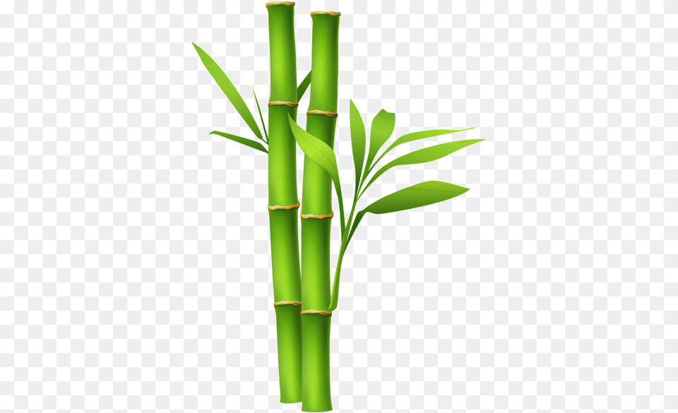 Bamboo Transparent Free Images Bamboo, Plant Png