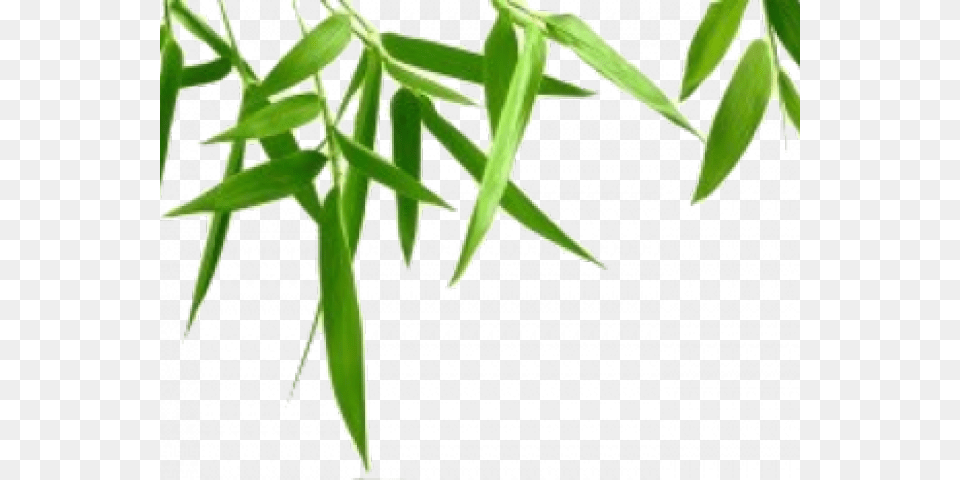 Bamboo Images Green Leaves Background, Plant, Tree, Leaf Free Transparent Png