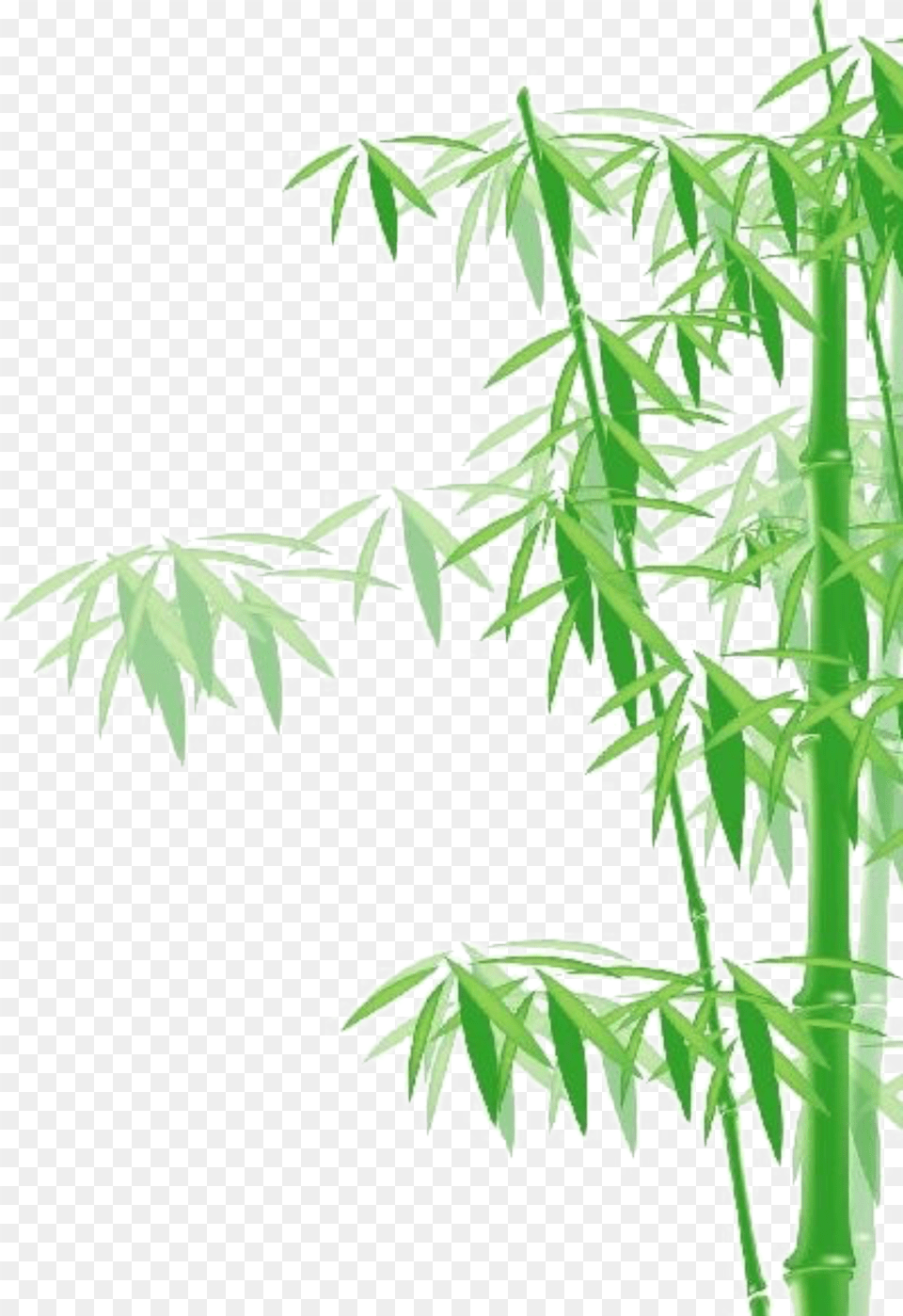 Bamboo Tree, Plant Free Transparent Png
