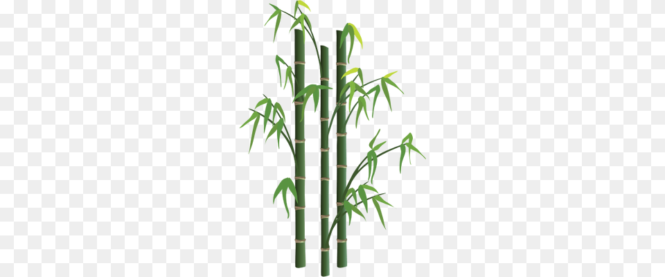 Bamboo Tree, Plant, Person, Cross, Symbol Png Image