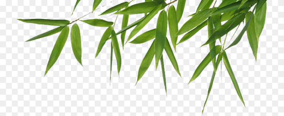 Bamboo Tree Bamboo, Grass, Leaf, Plant, Green Free Transparent Png