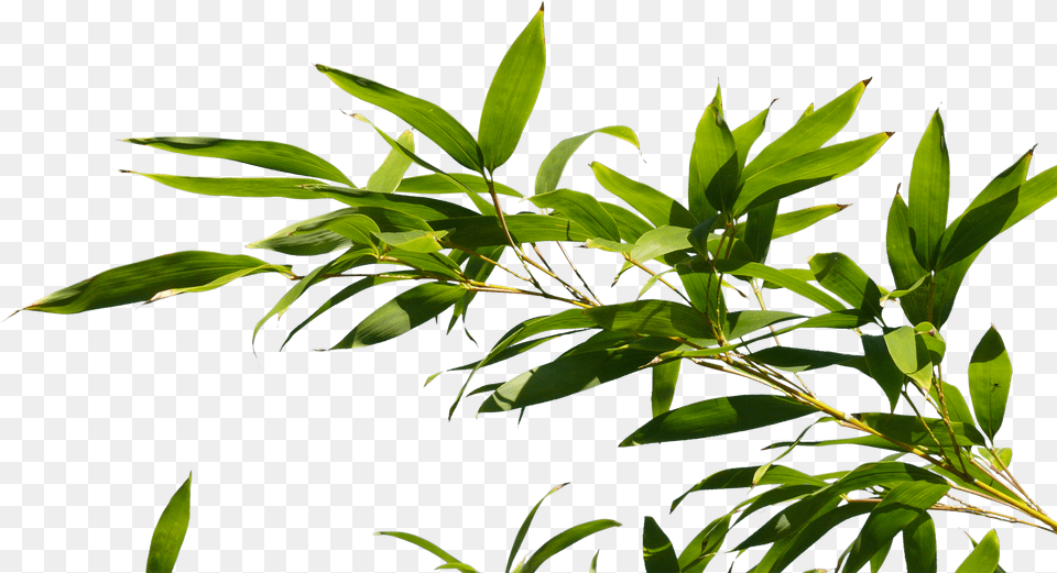 Bamboo Tree Branch, Green, Plant, Vegetation, Leaf Free Png Download